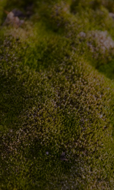 imagen background