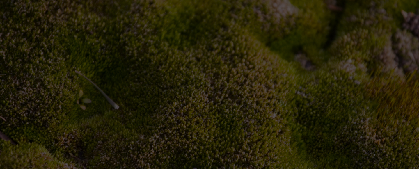 imagen background